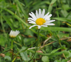 Leucanthemum