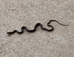 Masticophis flagellum testaceus