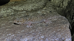 Chondrodactylus bibronii