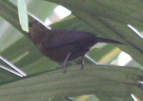 Tachyphonus delatrii