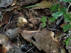 Lycoperdon