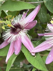 Passiflora × violacea