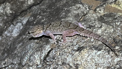 Chondrodactylus bibronii