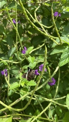 Eudamini
