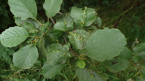 alder vein angle gall
