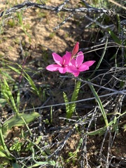 Hesperantha pauciflora