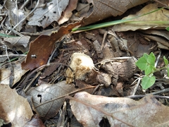 Lycoperdon