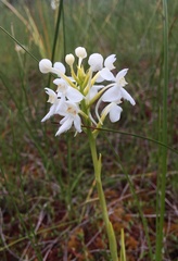 Platanthera blephariglottis