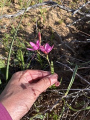 Hesperantha pauciflora