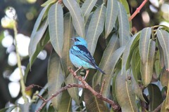 Dacnis cayana