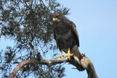 Buteo buteo buteo
