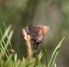 Callophrys henrici