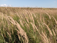 Calamagrostis