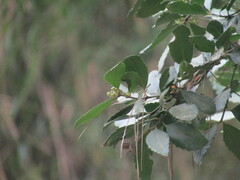 Laurelia sempervirens