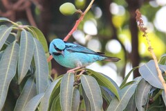 Dacnis cayana