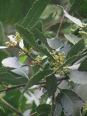Laurelia sempervirens