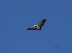 Geranoaetus melanoleucus