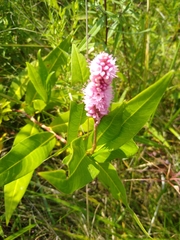 Persicaria amphibia