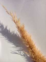 Calamagrostis