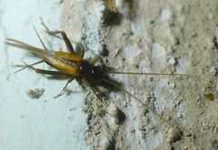 Stenonemobius bicolor