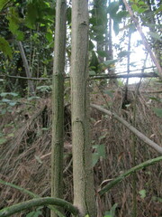 Laurelia sempervirens