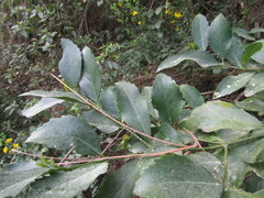 Laurelia sempervirens