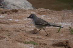 Motacilla capensis capensis