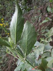 Laurelia sempervirens