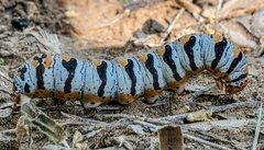 Euscirrhopterus gloveri
