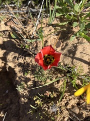 Romulea sabulosa