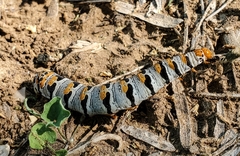 Euscirrhopterus gloveri