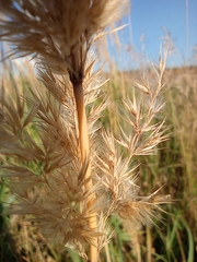 Calamagrostis
