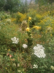 Oenothera