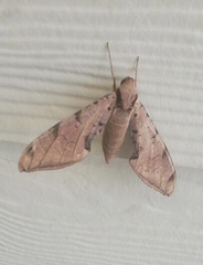 Protambulyx strigilis