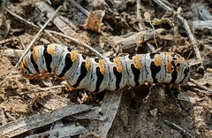 Euscirrhopterus gloveri
