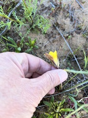 Romulea
