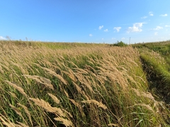 Calamagrostis