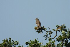 Anthus trivialis trivialis