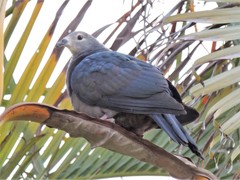 Ducula pacifica