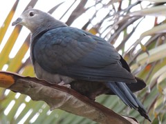 Ducula pacifica
