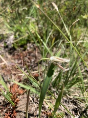 Calochortus subalpinus
