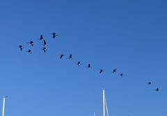 Branta canadensis