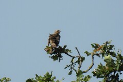 Anthus trivialis trivialis