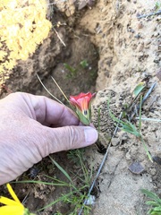 Romulea sabulosa