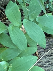 Uvularia