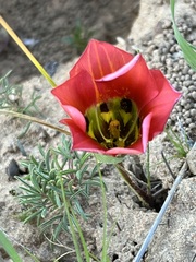 Romulea sabulosa