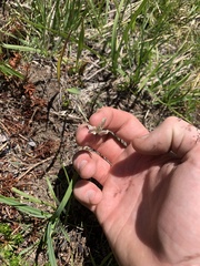 Calochortus subalpinus