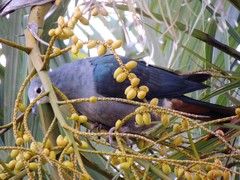 Ducula pacifica
