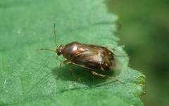 Deraeocoris lutescens