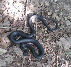 Coluber constrictor priapus